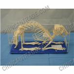 rabbit skeleton preserved model skeleton